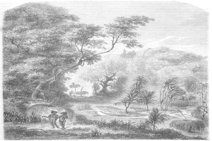 Eine Schwarz-Weiß-Radierung eines Mannes und einer Frau, die durch einen üppigen Dschungel gehen, mit Bäumen, Pflanzen und einem Himmel im Hintergrund und einem Text unten, der "Der Dschungel des Amazonas" lautet.