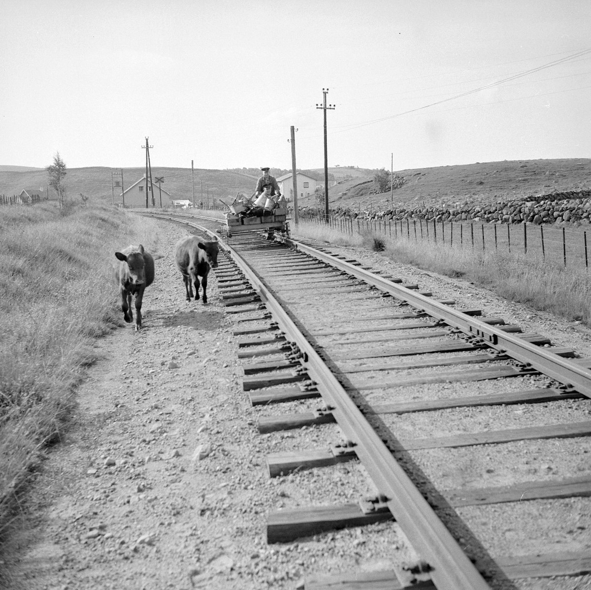 Schwarzes und weißes Foto von zwei Kühen, die auf den Bahngleisen gehen, mit einer Person auf einem Fahrzeug im Vordergrund, Gras und einem Zaun auf beiden Seiten der Gleise und Häusern, Bäumen, Pfählen und Himmel im Hintergrund.