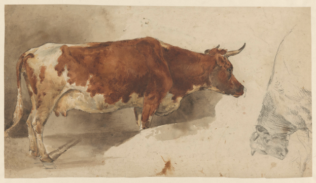 Eine braune und weiße Kuh steht aufrecht mit erhobenem Kopf und aufgerichteten Ohren neben einer anderen Kuh, die wegschaut, beide auf einem Blatt Papier mit Text.