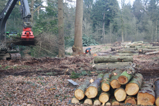 Ein Mann arbeitet an einem Holzstapel in einem bewaldeten Gebiet mit einem Bagger links daneben unter einem klaren blauen Himmel.