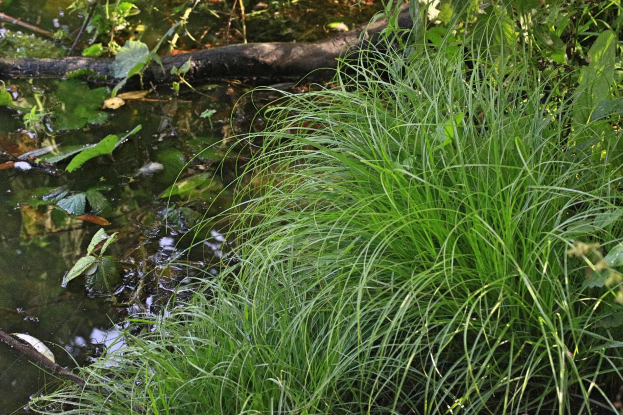 Kleiner Bach in einem bewaldeten Gebiet mit hohem grünem Gras neben ruhigem, klarem Wasser, das die umliegenden Bäume und Vegetation spiegelt.