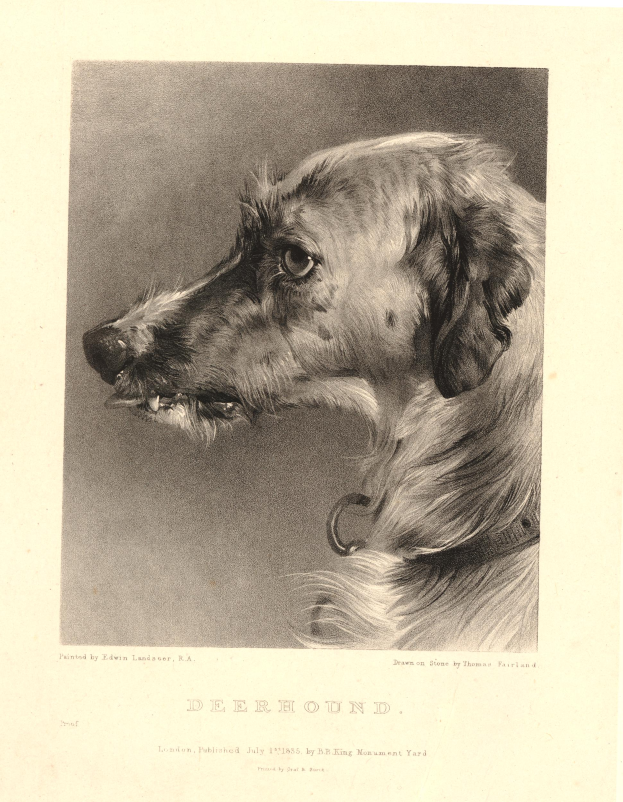 Eine Schwarz-Weiß-Zeichnung eines aufmerksamen Jagdhundes mit Halsband, aufgerichteten Ohren und wacher Miene, mit Text unten im Bild.