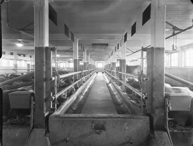 Ein Schwarz-Weiß-Foto von Kühen in einem Stall, mit Pfosten, Rohren, Lampen, Fenstern und anderen Gegenständen im Hintergrund und Text unten.