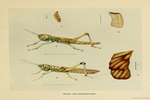 Eine Seite aus einem Buch mit einer Zeichnung einer Heuschrecke neben anderen Insektenbildern und Text.