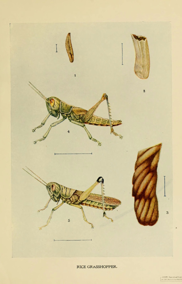 Eine Seite aus einem Buch mit einer Zeichnung einer Heuschrecke neben anderen Insektenbildern und Text.