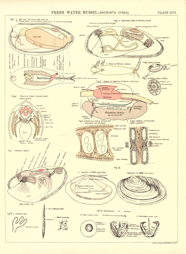 Eine Buchseite mit Abbildungen verschiedener Fische, darunter eine Muschel, sowie begleitendem Text, der die Anatomie der Muschel beschreibt.
