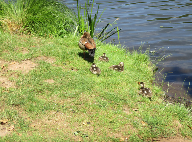 Eine Entenmutter mit ihren Entenküken auf einer grasbewachsenen Flussbank, mit dem Fluss im Hintergrund.