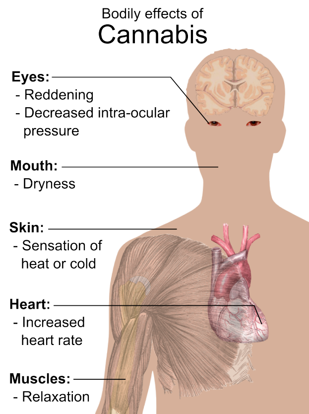 Ein Diagramm eines menschlichen Körpers mit dem Text "körperliche Effekte von Cannabis" auf der linken Seite, das zeigt, wie verschiedene Körperteile miteinander interagieren, um die Auswirkungen von Marihuana zu reduzieren.