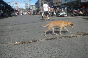 Ein Hund geht eine Straße entlang vor einer Menge von Menschen, einige tragen Mützen, mit Fahrzeugen, Gebäuden, Strommasten und einem Kirchturm im Hintergrund bei bewölktem Himmel.